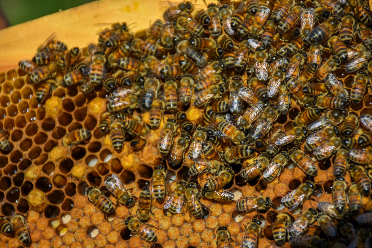 تولید ۲۷ درصد عسل کشور در آذربایجان غربی
