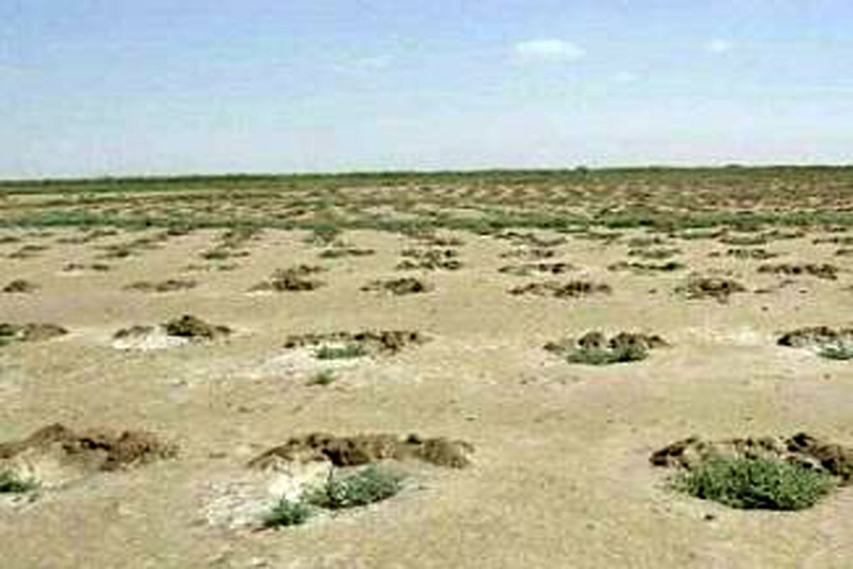 کاشت بوته و نهال در بیش از دو هزار هکتار از اراضی حاشیه دریاچه ارومیه