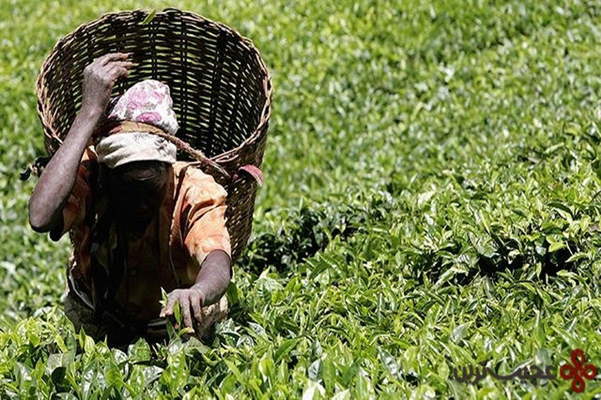کشت خونین چای در کنیا توسط بریتانیا