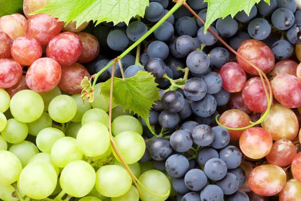 افزایش ۳۵ درصدی تولید انگور در آذربایجان غربی
