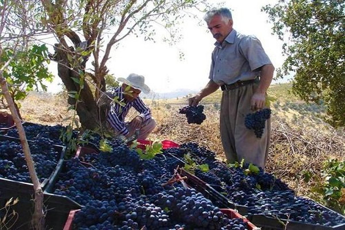 سردشت با ۵ هزار هکتار تاکستان قطب تولید انگور سیاه در استان آذربایجان غربی است