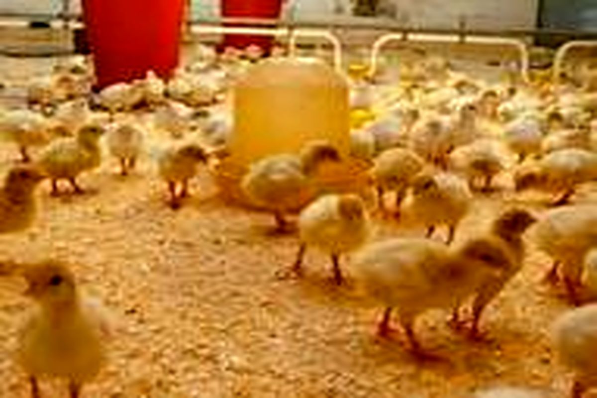 توزیع بیش از یک میلیون قطعه جوجه مرغ بومی اصلاح شده در آذربایجان غربی