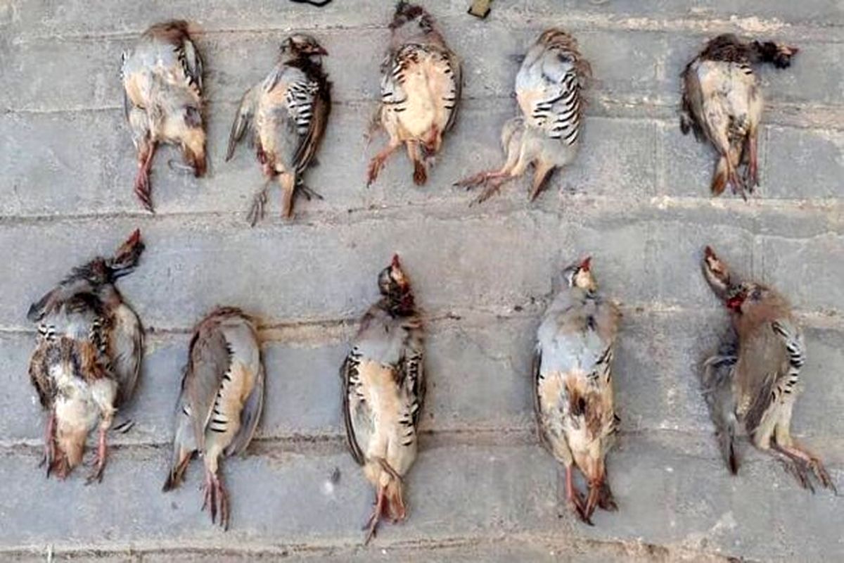 دستگیری شکارچیان پرندگان در شاهرود