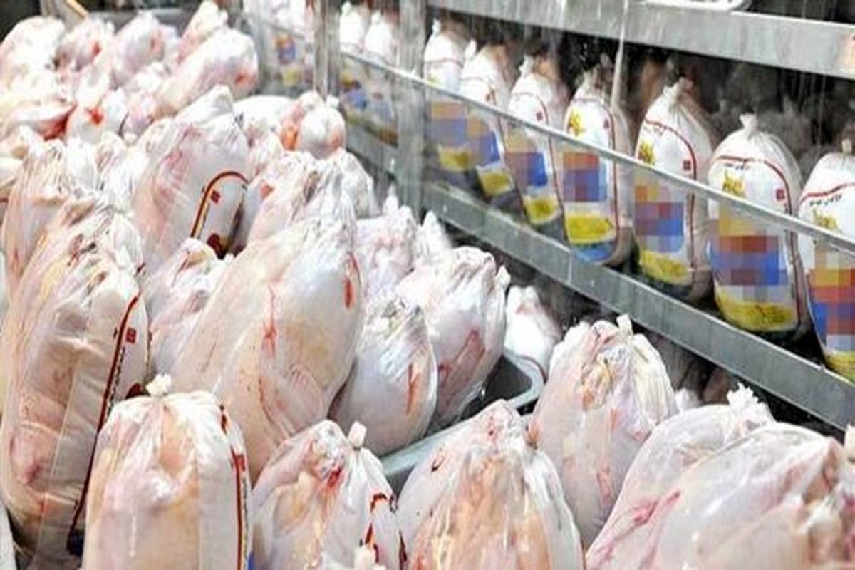 قیمت مرغ در قزوین کاهش می یابد