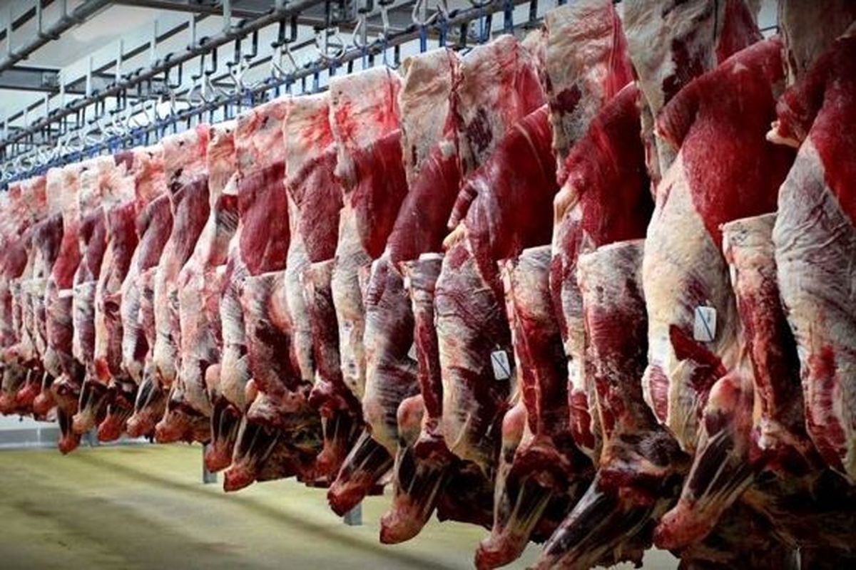 استان قزوین نقش مهمی در تولید گوشت قرمز کشور دارد