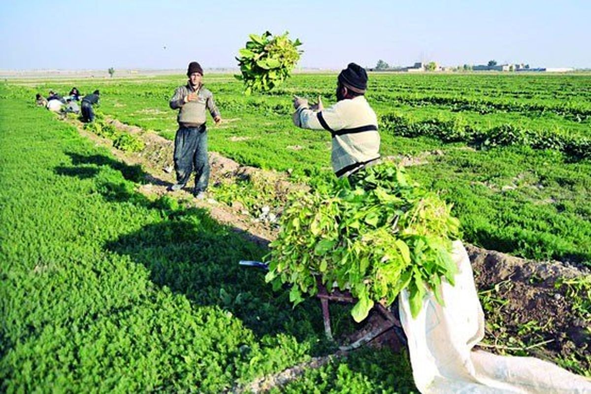 کشاورزان محصولات زراعی و باغی خود را بیمه کنند
