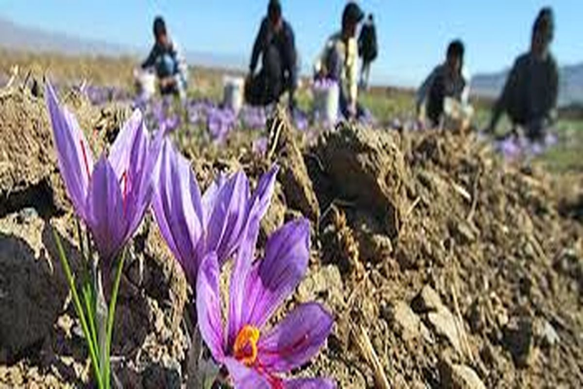 برداشت زعفران از مزارع کشاورزی استان قزوین آغاز شد