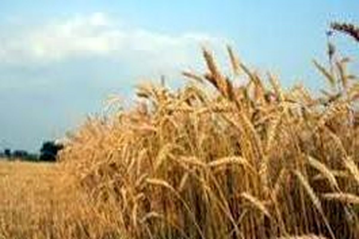 لزوم رعایت تاریخ کشت مناسب و آبیاری پاییزه غلات / تحقق ۵۹ درصدی کشت گندم پاییزه در آذربایجان‌غربی