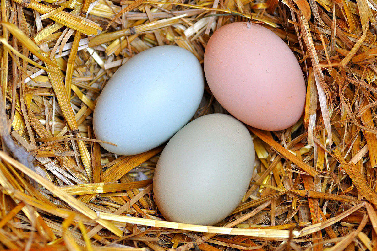 اتفاقات شگفت انگیزی که با خوردن تخم مرغ در بدن شما می‌افتد