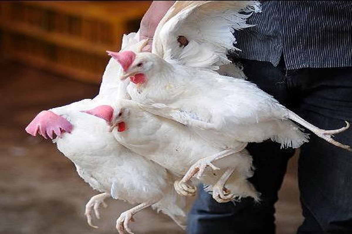 توقیف محموله مرغ‌های خارج از شبکه توزیع در لنگرود