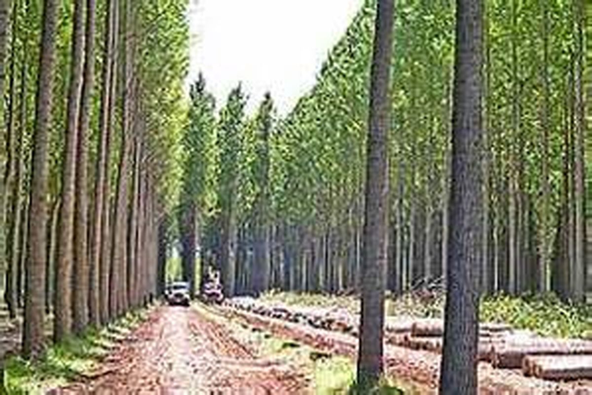 طرح زراعت چوب در آذربایجان‌غربی اجرا می‌شود