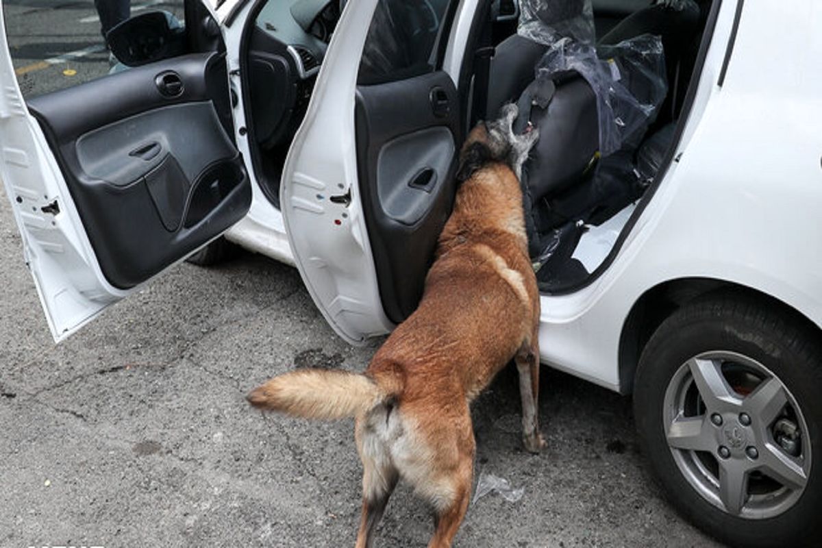 ۵۰۰ خودروی حامل حیوان خانگی در اصفهان جریمه شدند