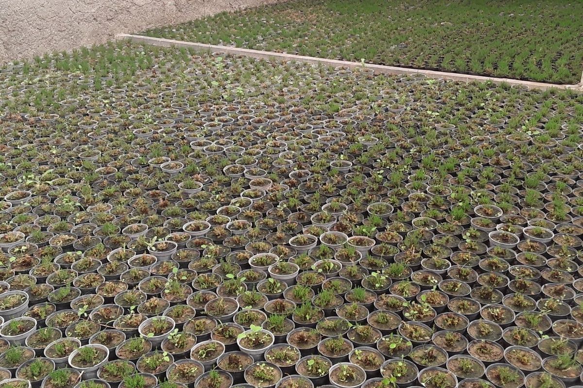 تولید ۲۰ هزار گلدان گل و نهال در گلخانه دهیاری قمصر