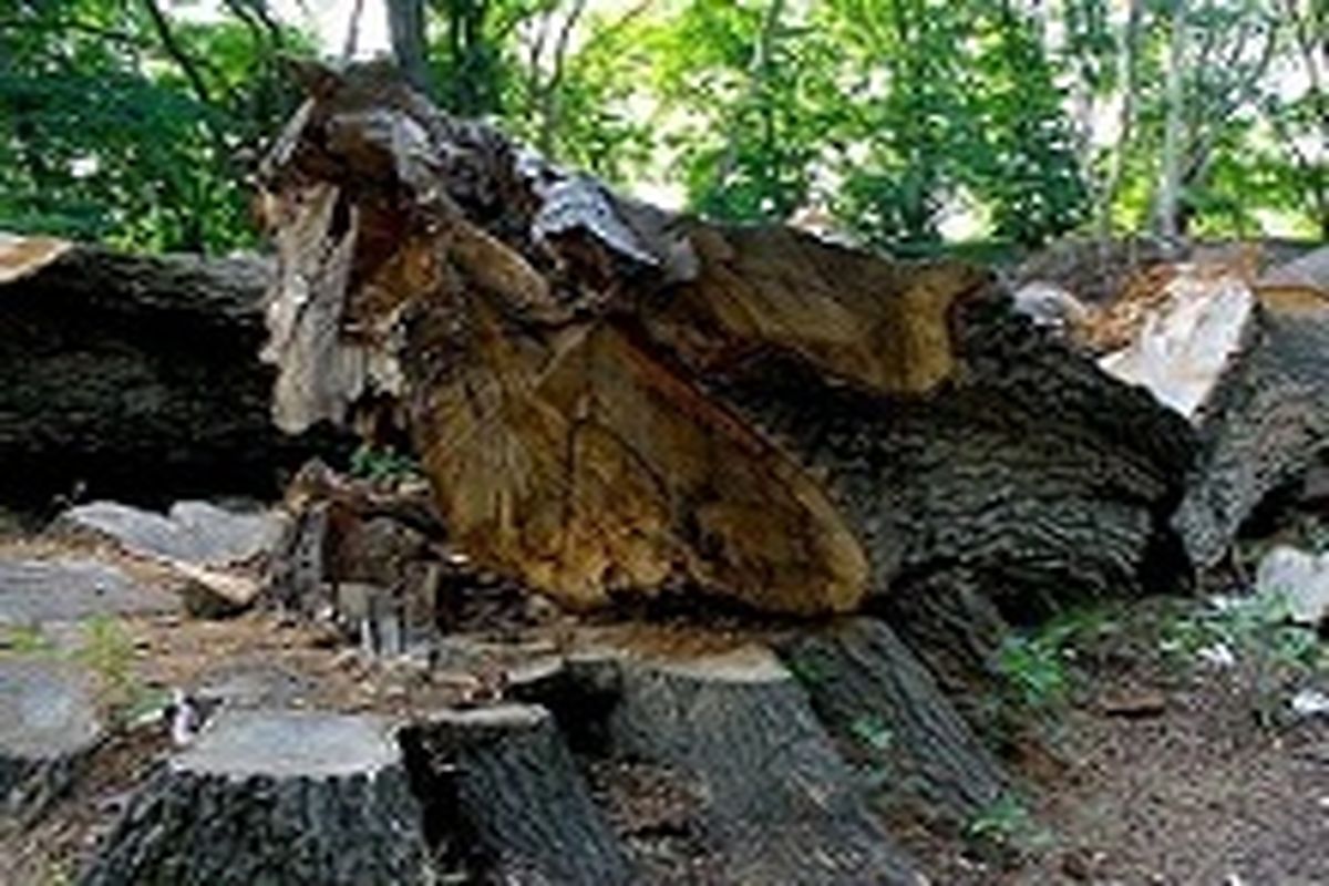حساسیت مسئولین نسبت به قطع درختان و تخریب فضای سبز بیشتر شود