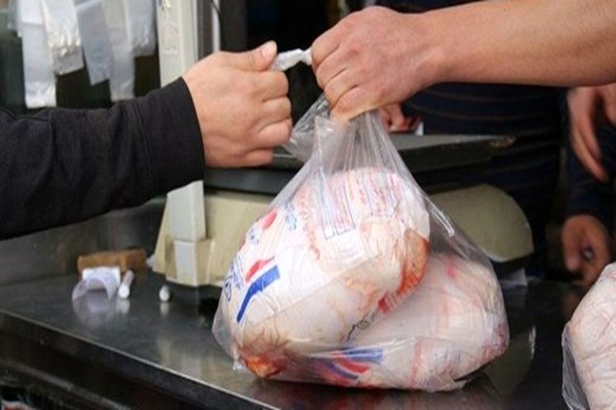 کوتاه شدن دست دلالان از بازار مرغ کرمانشاه/ روند کاهش قیمت گوشت مرغ طی روزهای آینده ادامه دارد