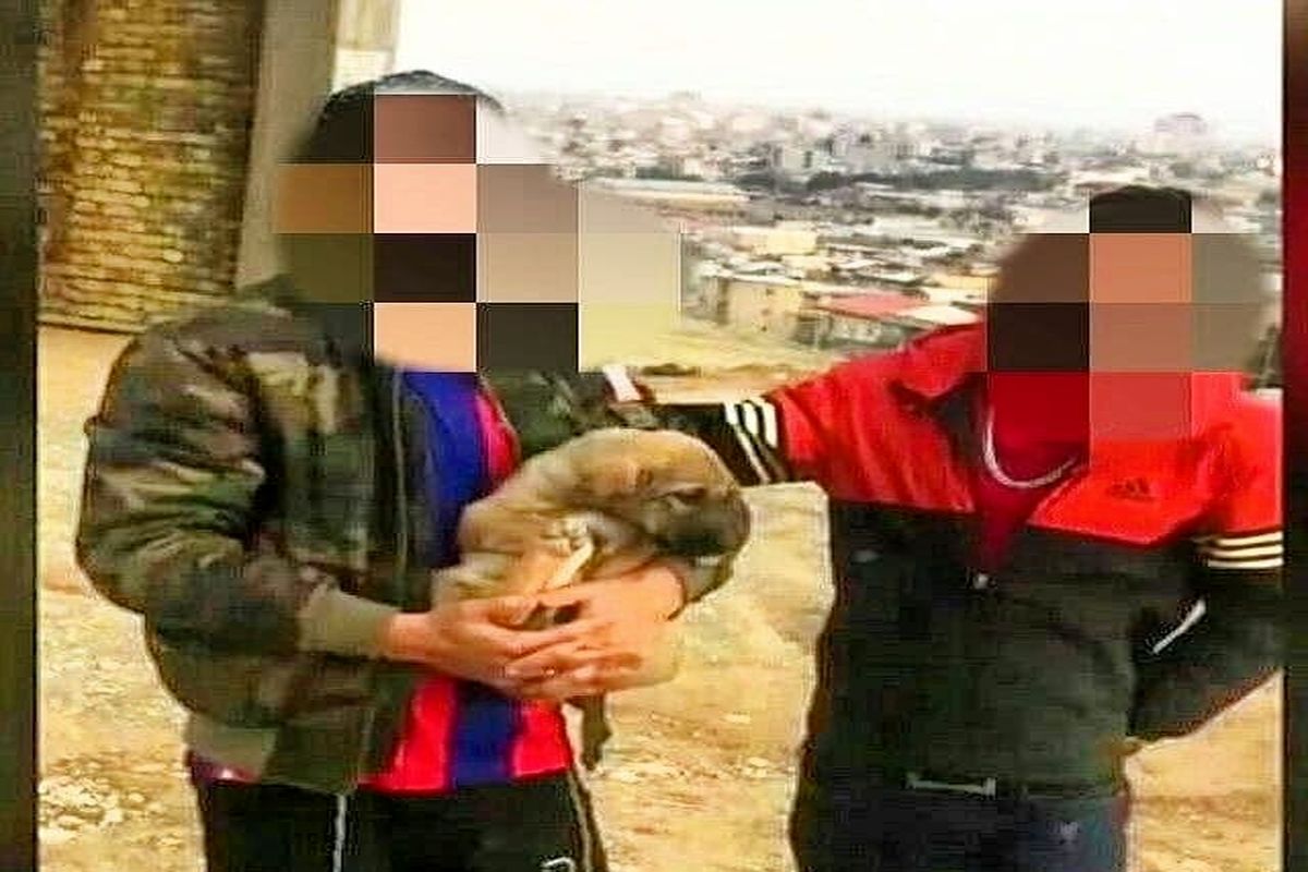 دستگیری جوان حیوان آزار در ارومیه