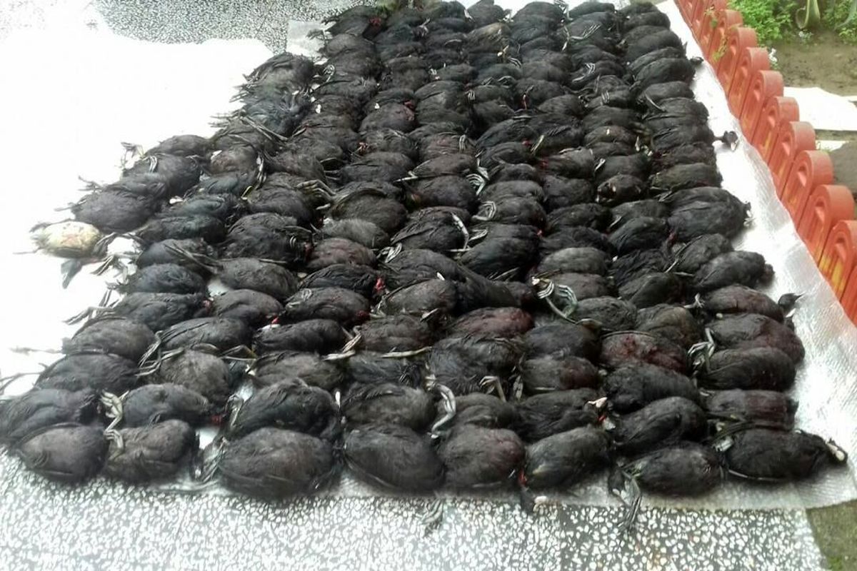لاشه ۱۶۶ پرنده مهاجر در نزدیکی بازار فریدونکنار کشف شد