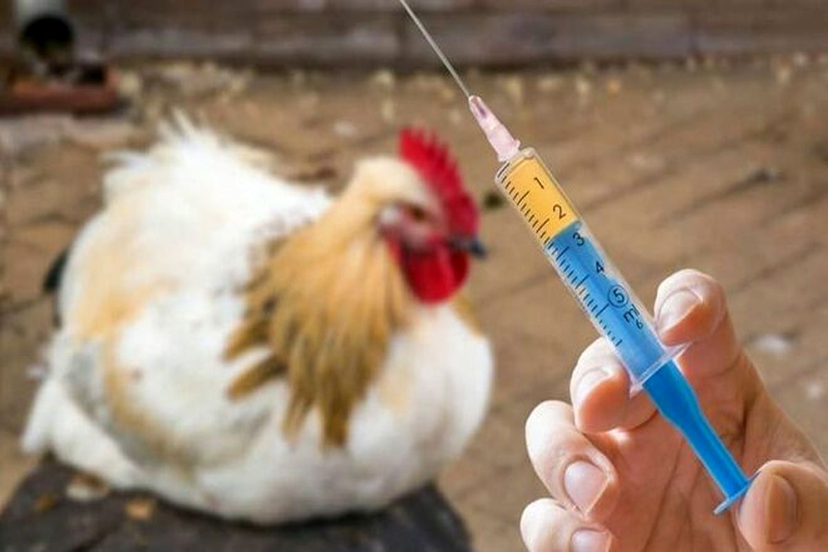واکسیناسیون طیور بومی علیه بیماری نیوکاسیل در خراسان شمالی