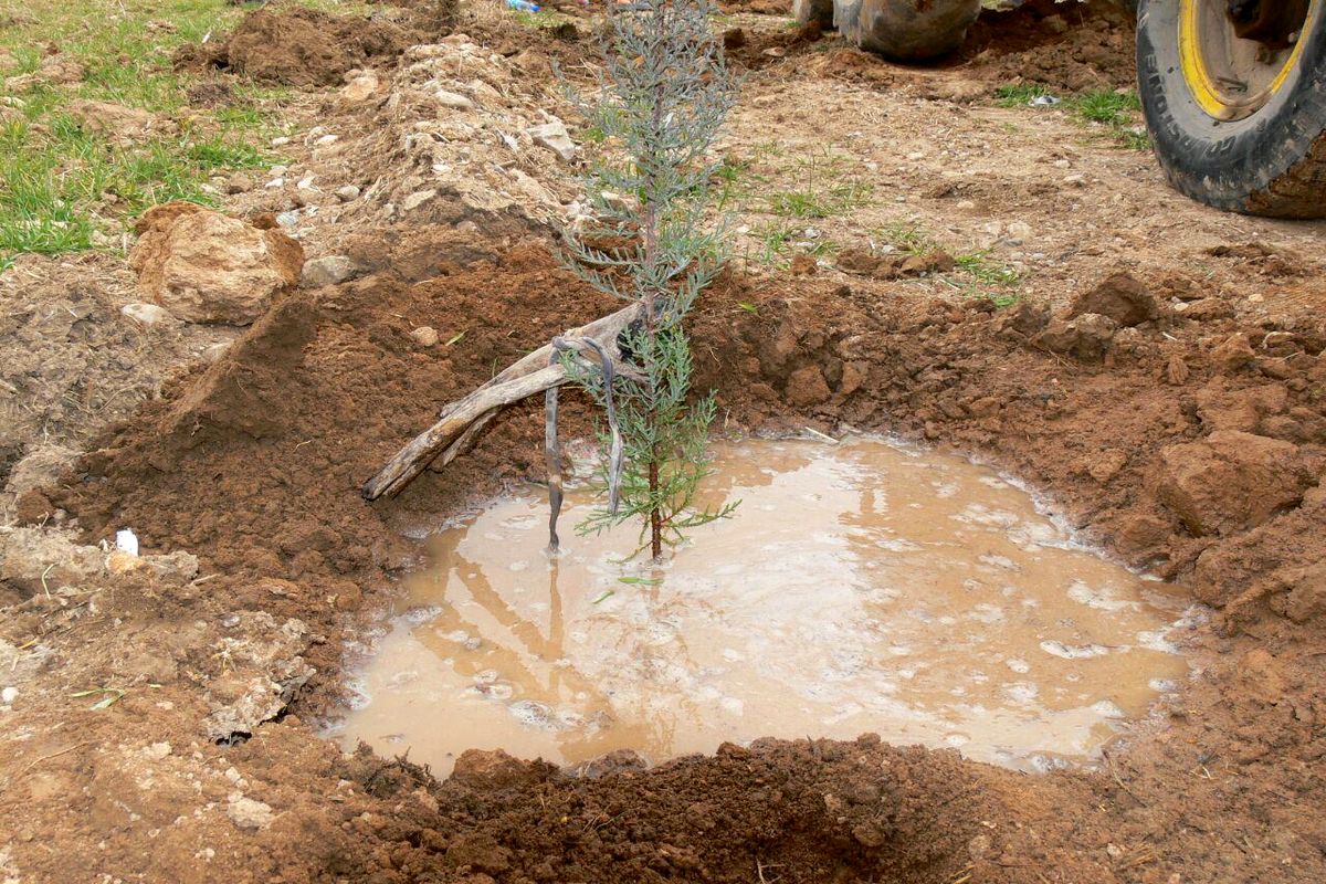آغاز طرح تقویت پوشش گیاهی و درختکاری در ۱۱۰۰هکتار از اراضی ملی آذربایجان غربی