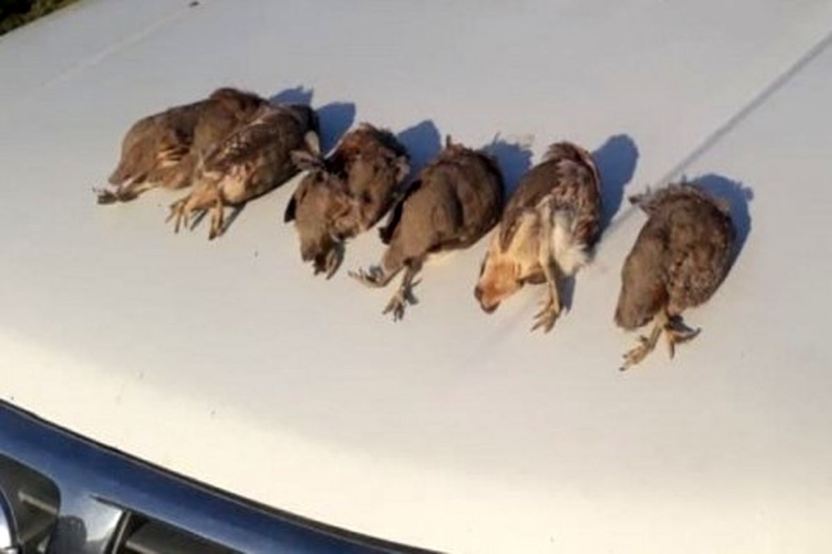 ​شکارچی پرندگان در نیکشهر شکار شد