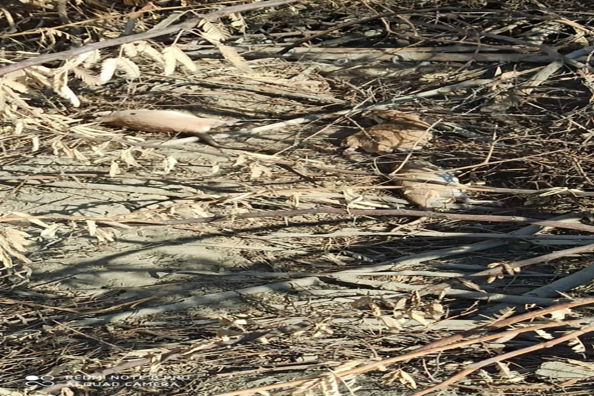 مبارزه  ۶ هزار و ۲۰۰ هکتاری علیه جوندگان مضرکشاورزی