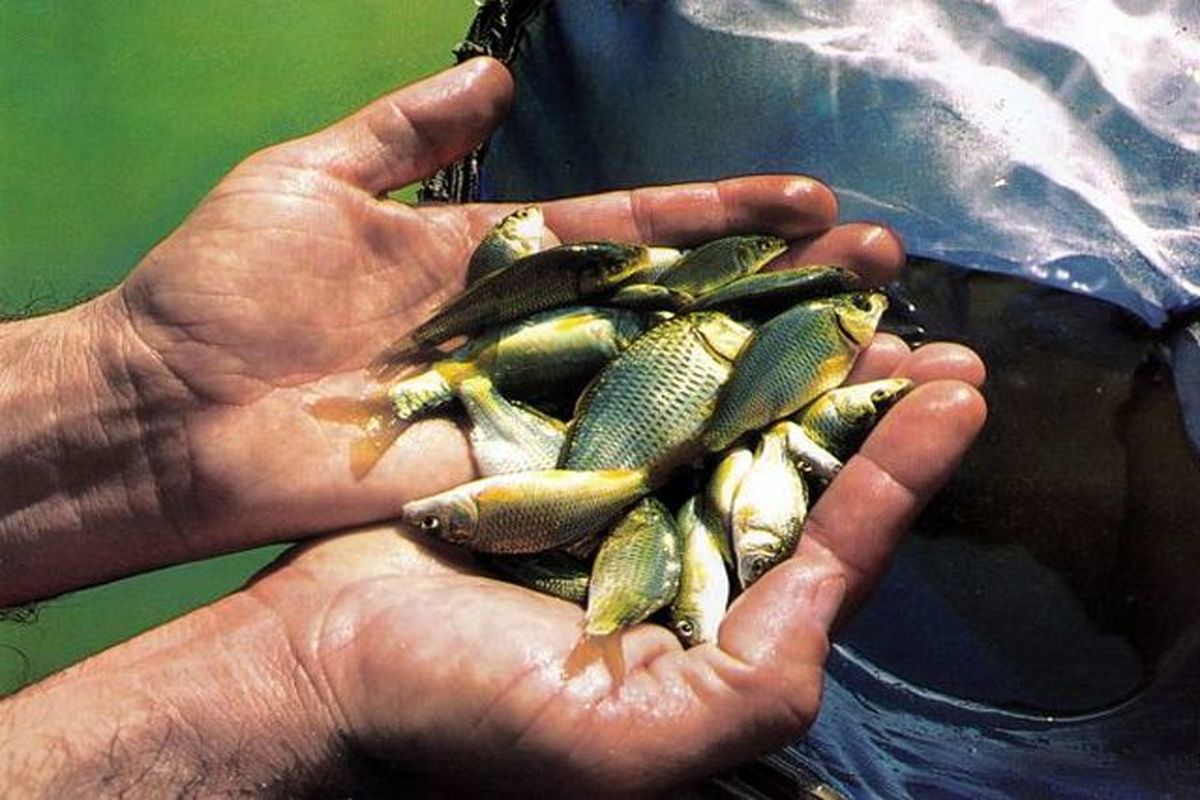 ۸۰ هزار قطعه بچه ماهی بومی در تالاب شادگان رهاسازی شد