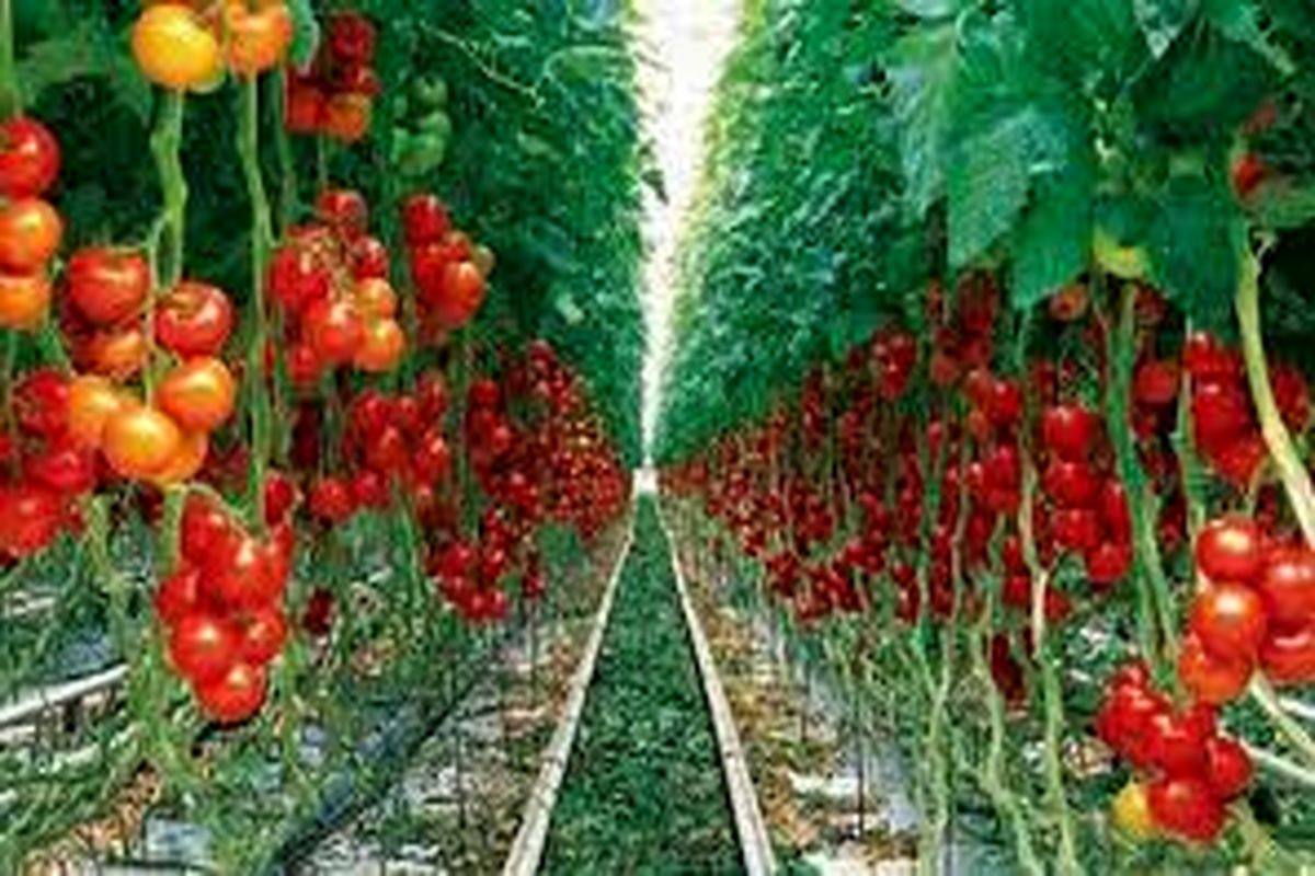 هدفگذاری صادرات تولیدات کشاورزی استان سمنان ۳۵ میلیون دلار است