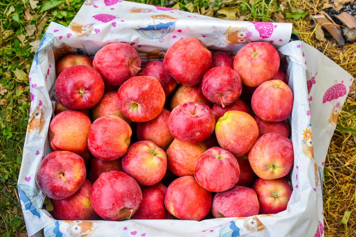 رفع مشکل صادرات ۷۵۰ هزارتن سیب درختی در آذربایجان غربی