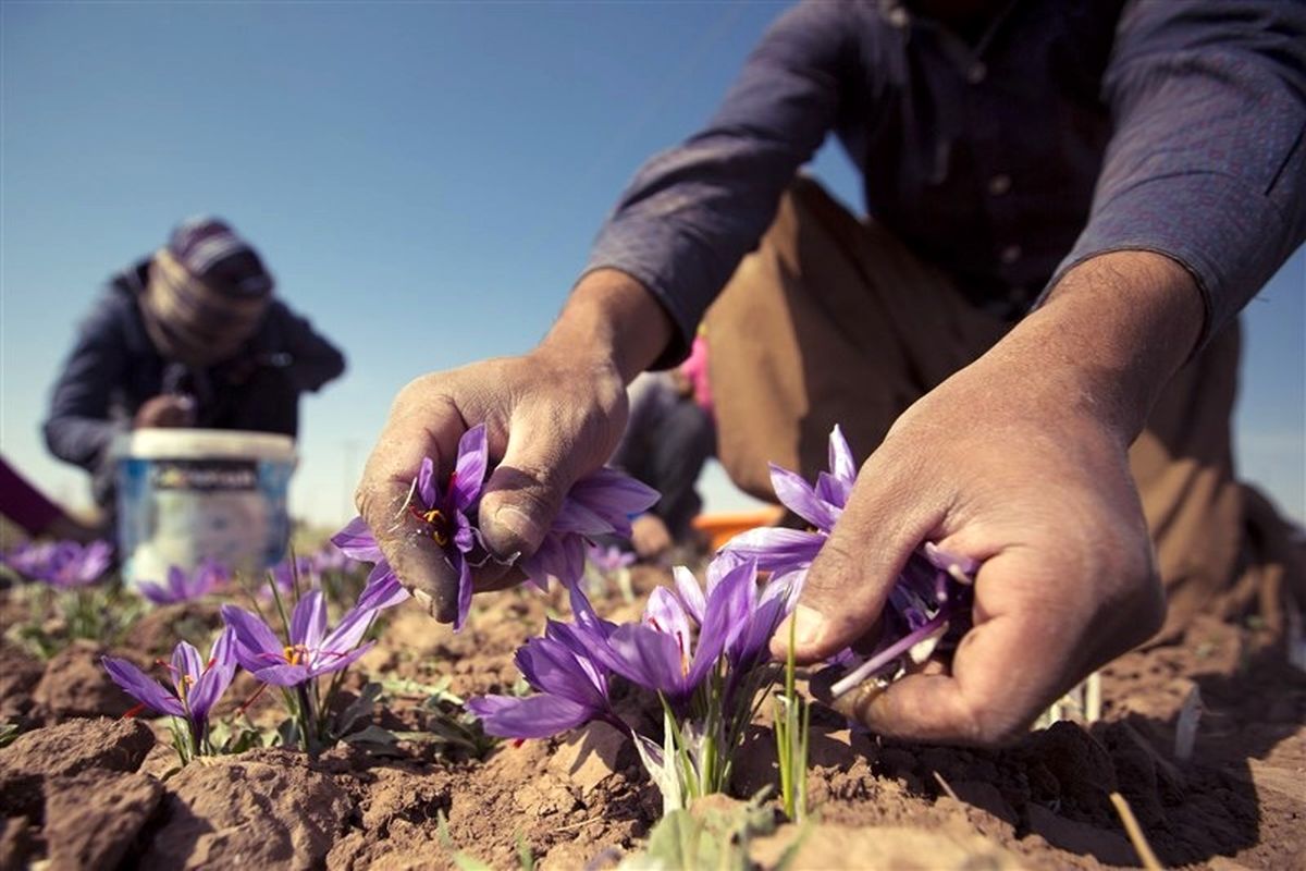 گل های زعفران در مسجدسلیمان شکفته شدند