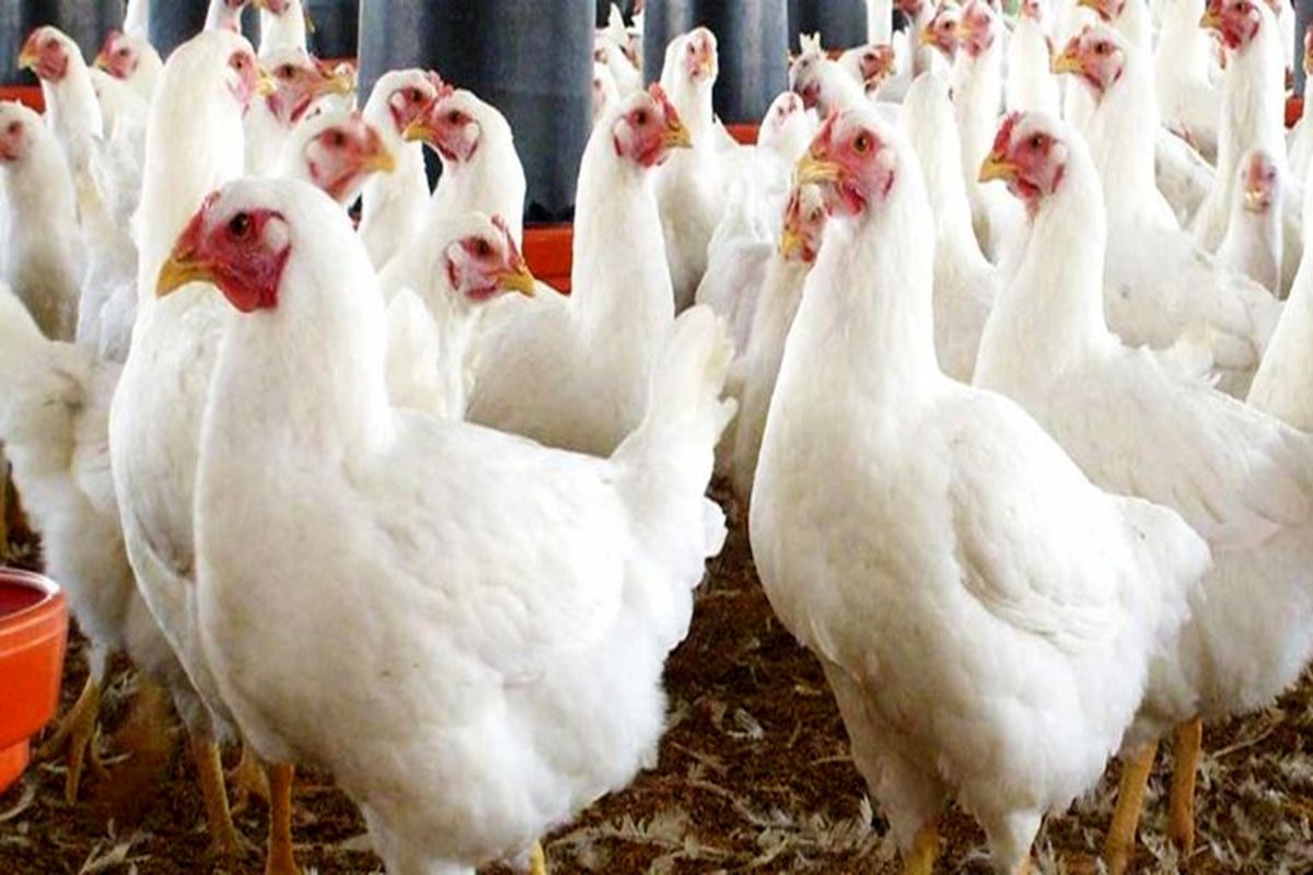 کشف و توقیف ۳ تن مرغ قاچاق در ایلام
