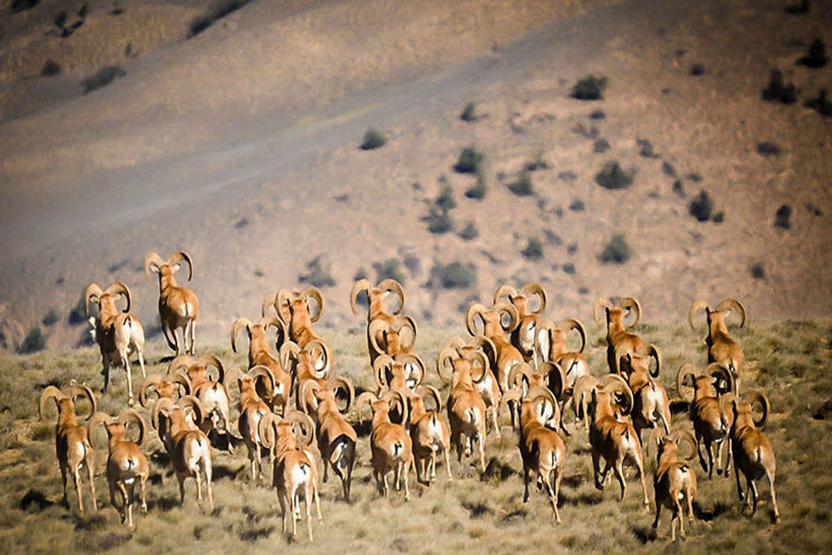 چهار هزار و ۸۰۰ حیوان علفخوار در پارک ملی گلستان سرشماری شدند