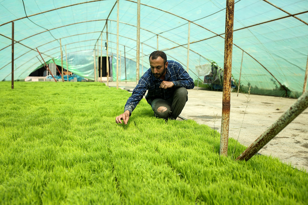 وارد کنندکان برنج   پرمحصول ارزان قیمت به جای برنج لوکس