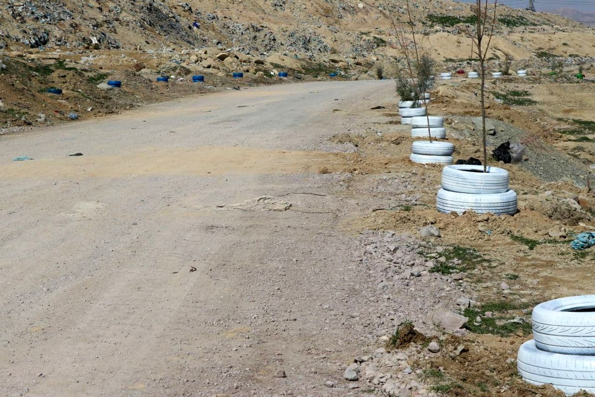 کاشت یک هزار اصله نهال جدید در محل دفن زباله ارومیه