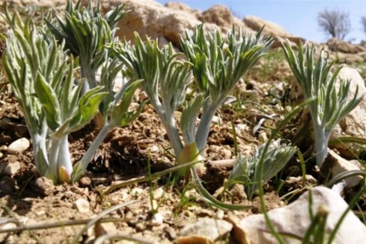آغاز برداشت گیاهان کوهی خوراکی در آذربایجان‌غربی