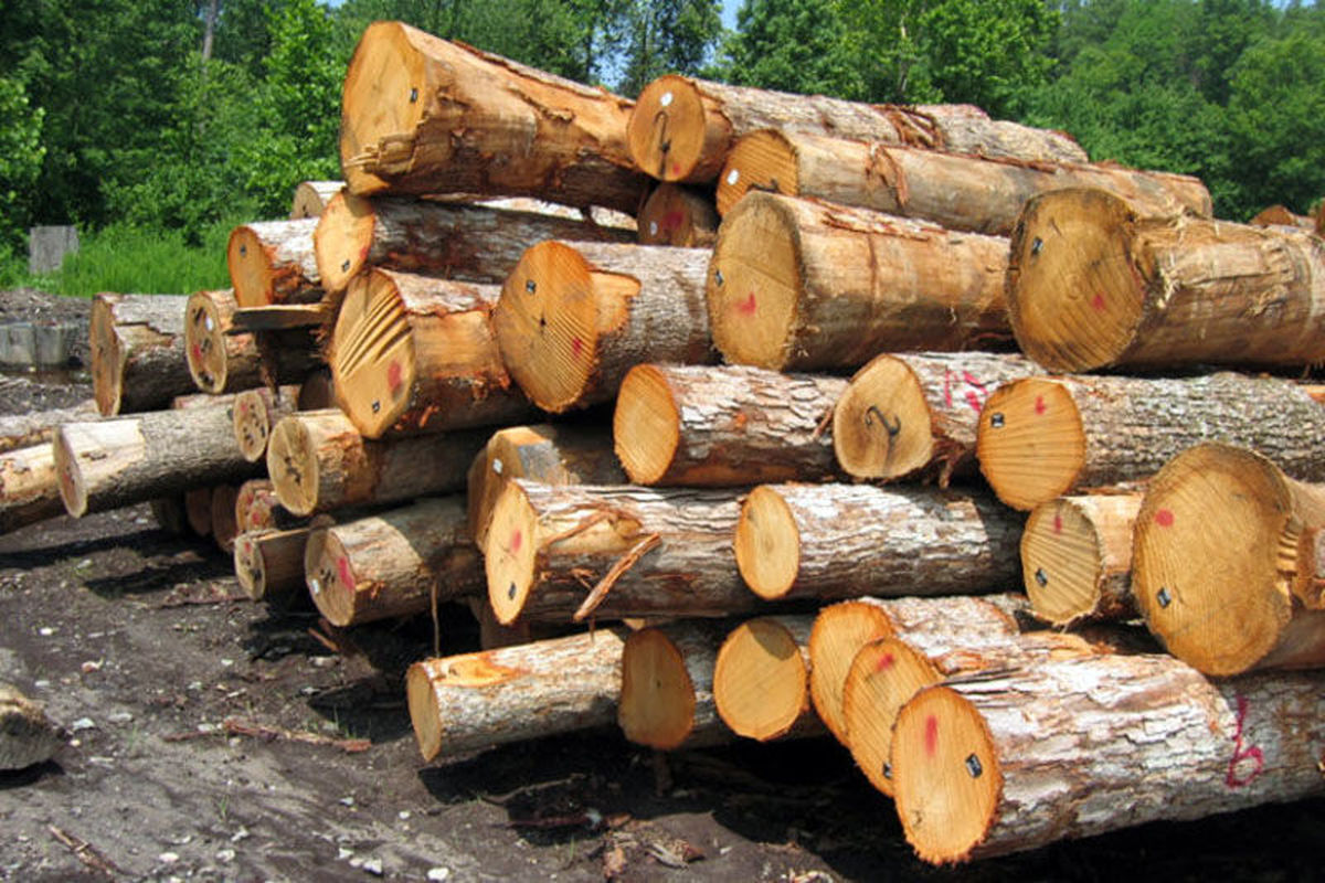 کشف ۱۵ تن چوب جنگلی قاچاق در ملایر