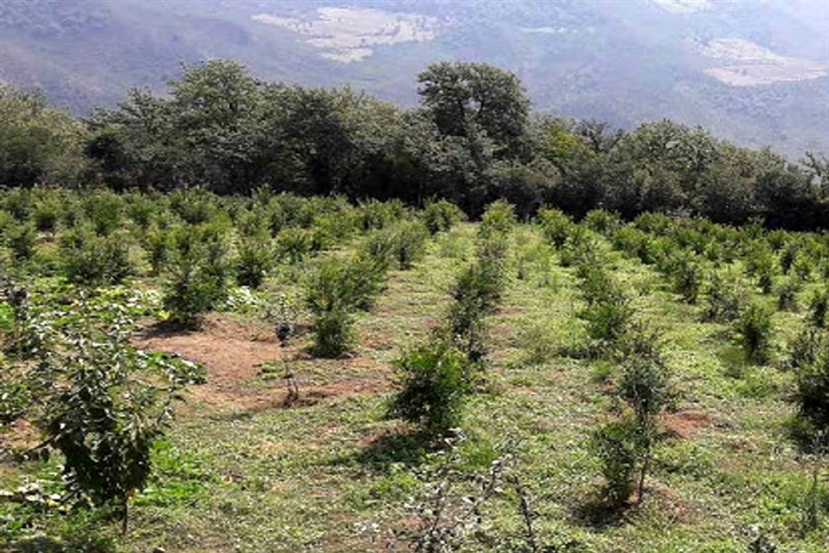 توسعه کشت باغات دیم در سطح ٧٦٠٠ هکتار اراضی شیبدار لرستان