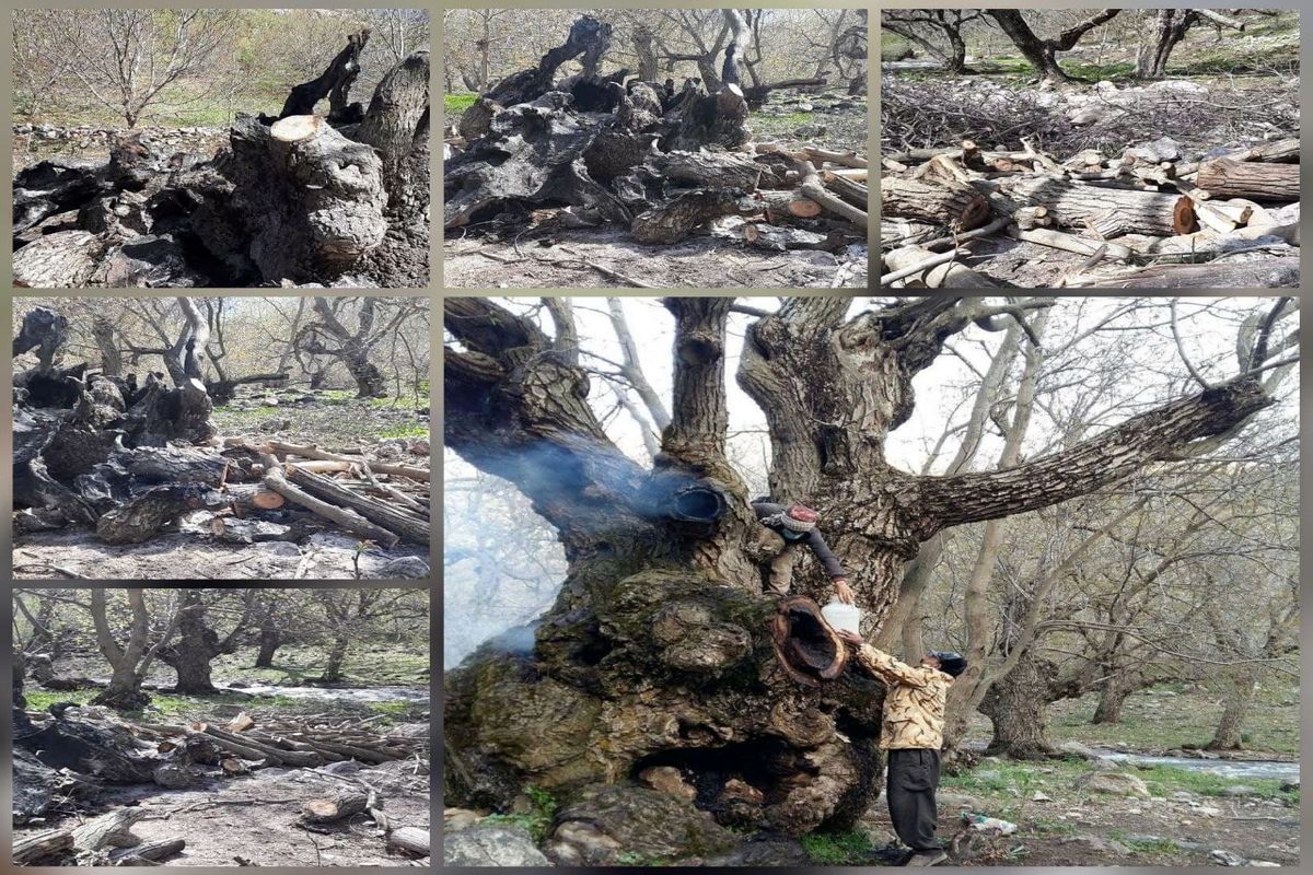 قطع وبه آتش کشیده شدن درخت گردوی ۷۰۰ساله در لرستان