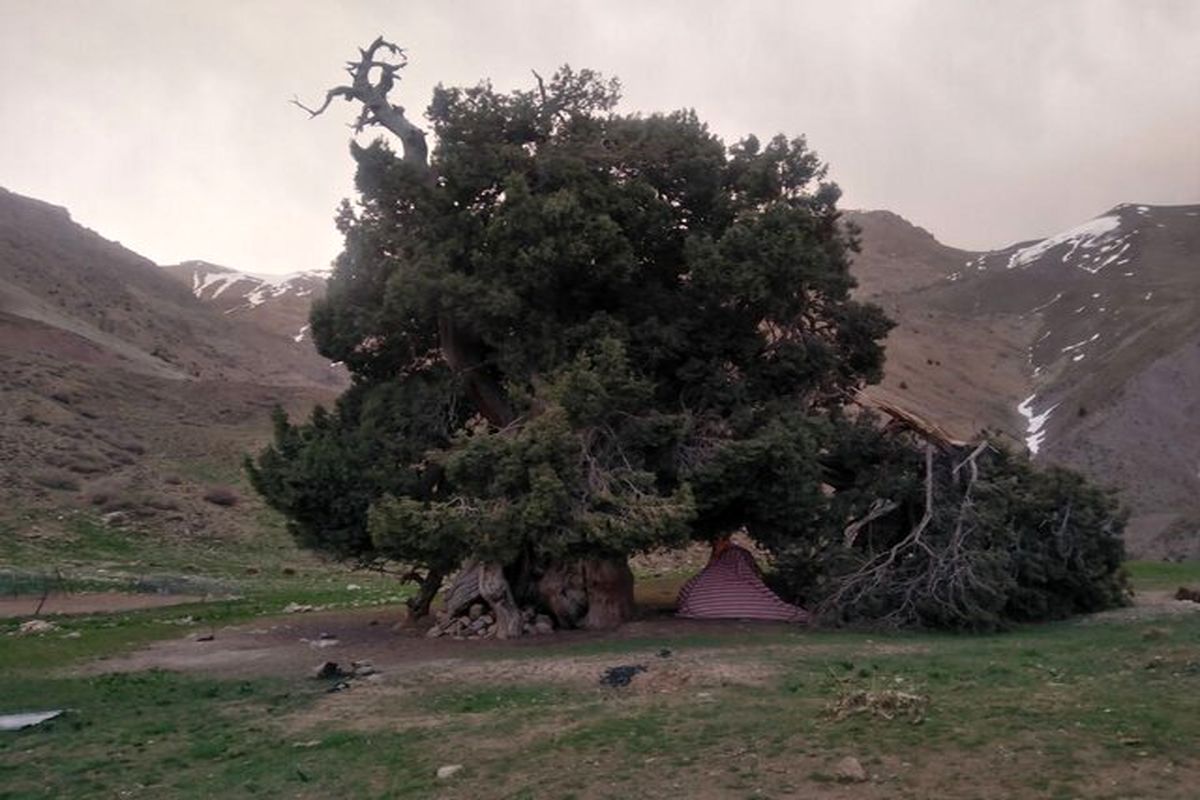 علت اصلی شکسته شدن درخت ۲۷۰۰ ساله البرزی چیست ؟