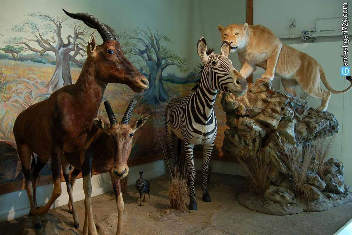موزه طبیعت و حیات وحش دارآباد با آغاز سال نو بازگشایی شد
