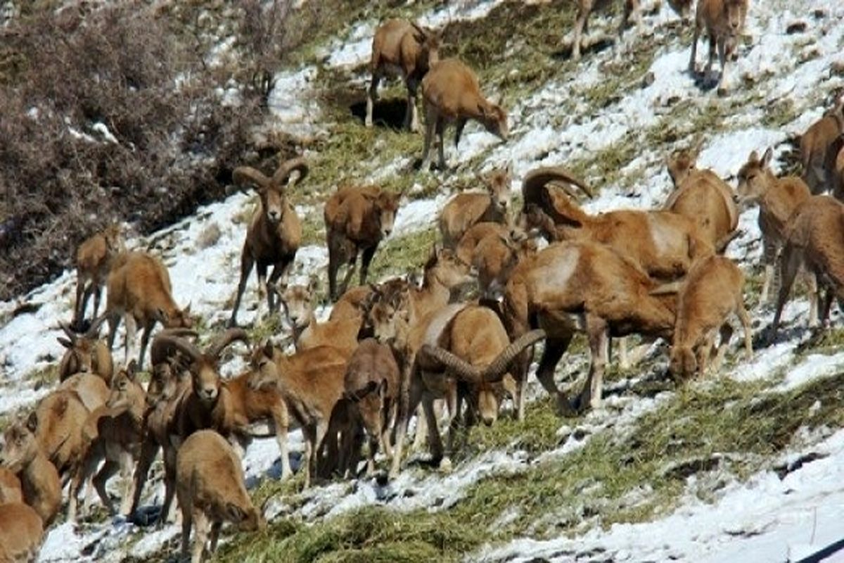 حفاظت از حیات وحش کهگیلویه و بویراحمد در روزهای سرد