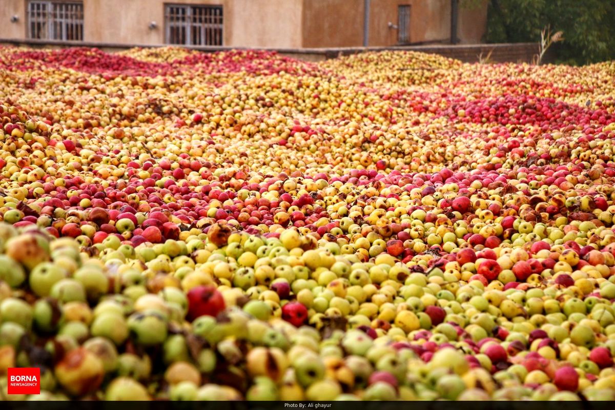 پرداخت ۵۰۰ میلیارد ریال از مطالبات سیب صنعتی در آذربایجان غربی