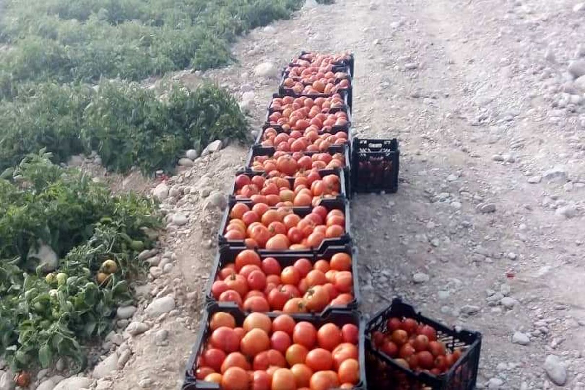 آغاز برداشت گوجه فرنگی از مزارع شهرستان بندرخمیر