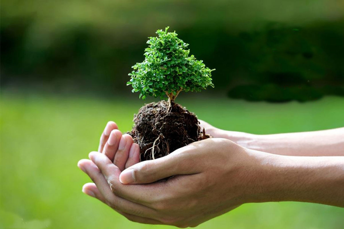 آغاز نهضت درختکاری در منطقه۱۳ با هدف توسعه فرهنگ محیط ‌زیست