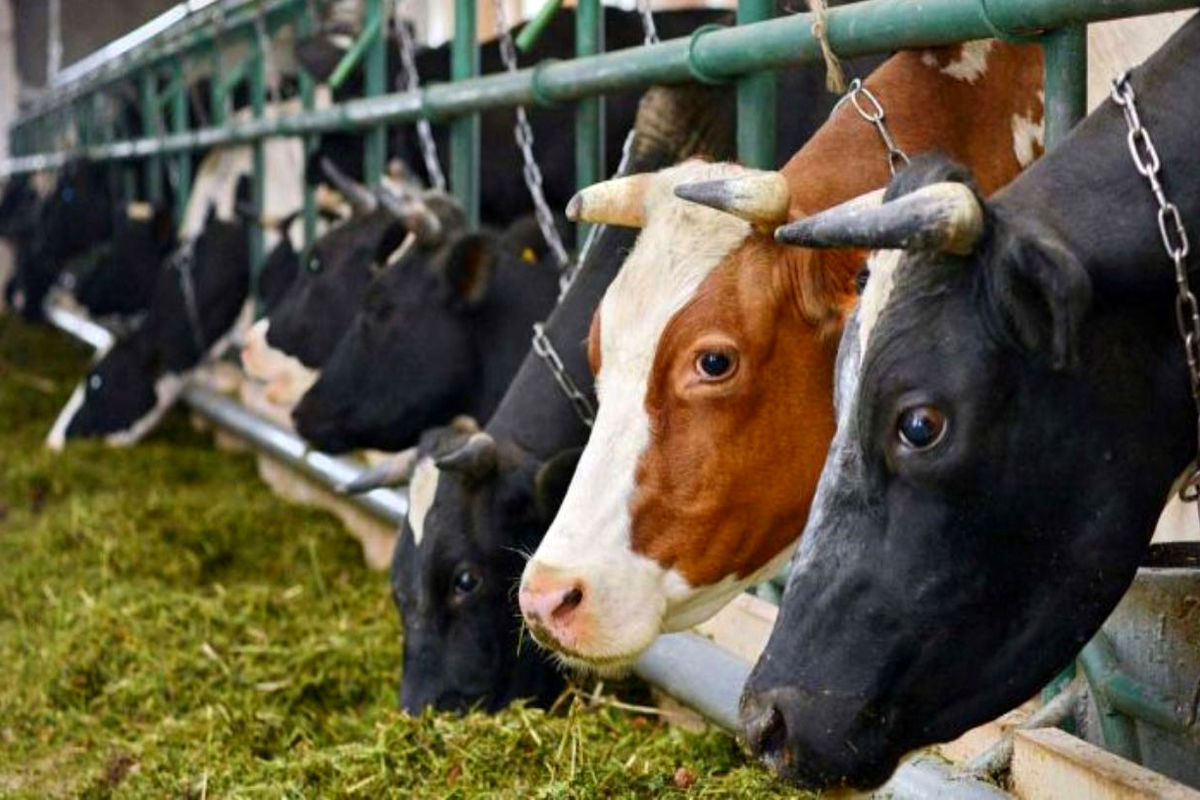 صدور دامدار کارت برای حمایت از دامداران گلستانی