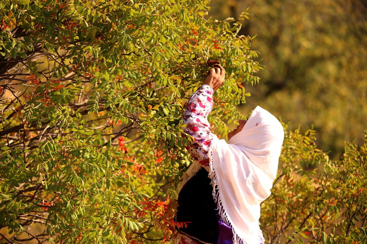 چهار اثر فرهنگی ناملموس قزوین در فهرست آثار ملی به ثبت رسید