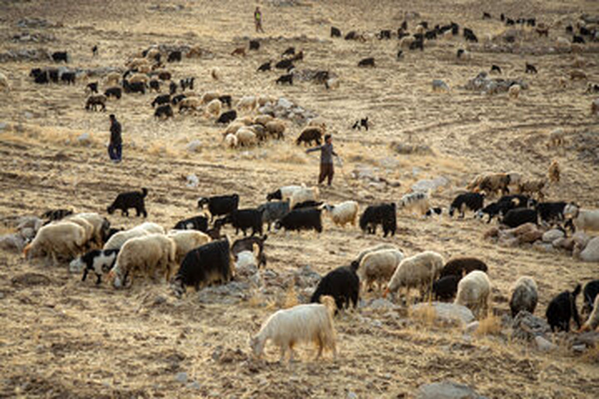 آغاز خرید دام پرواری در خراسان شمالی