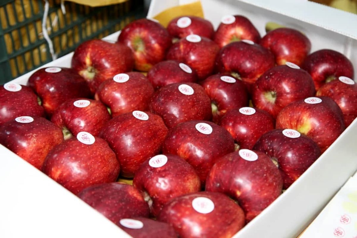 صادرات ۲۲۵ هزار تن سیب درختی از گمرکات آذربایجان‌غربی