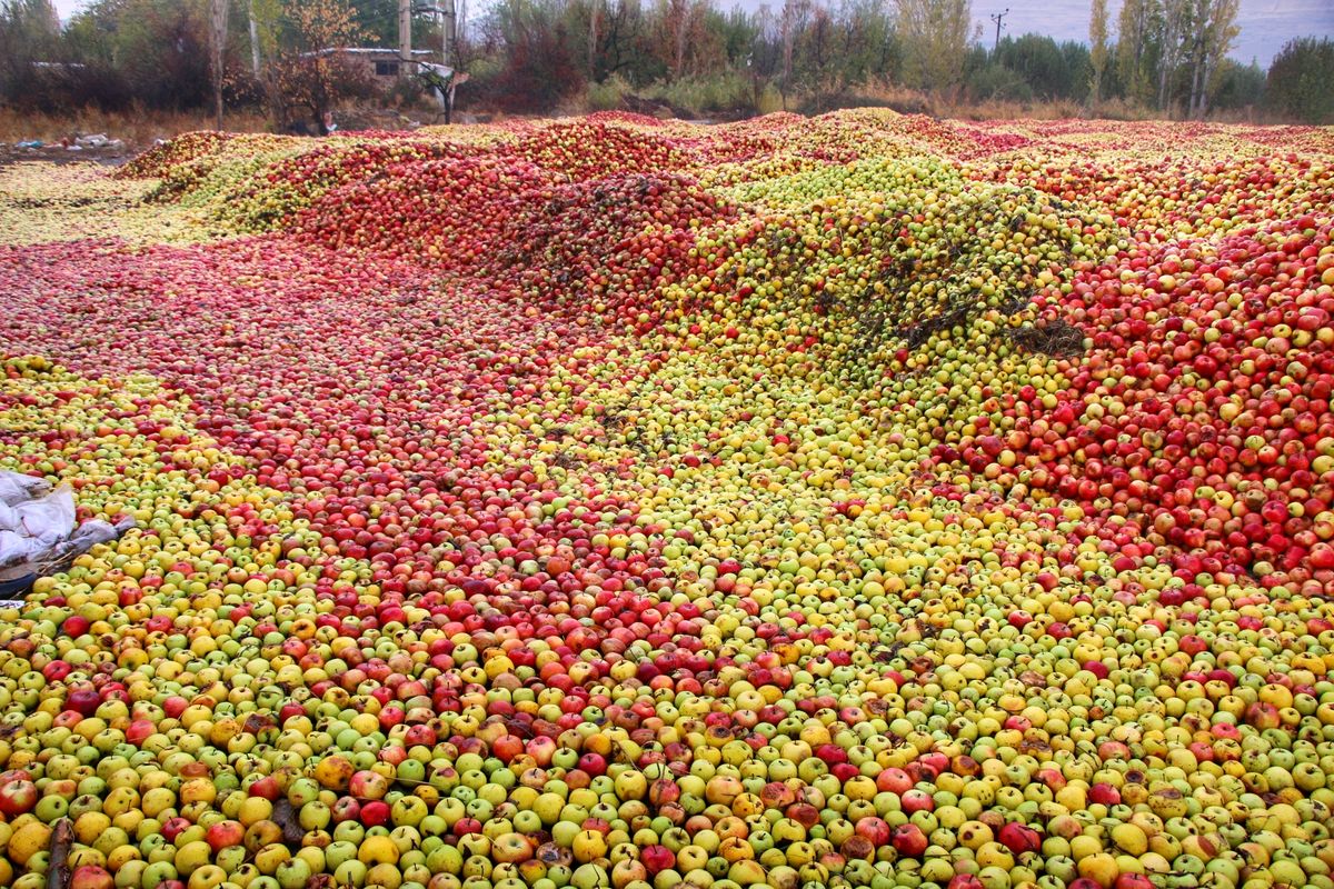 صادرات ۲۲۵ هزار تن سیب درختی از گمرکات آذربایجان غربی