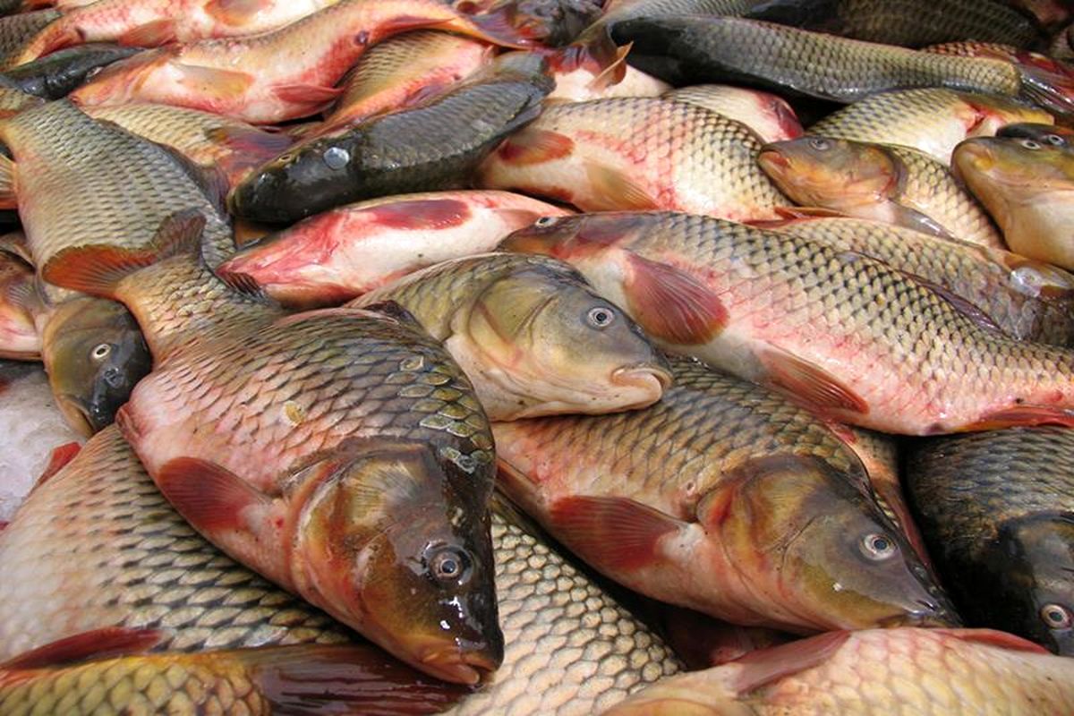 پرورش غیرقانونی ماهی تیلاپیا به دلیل گرانی تولید قزل‌آلا و خاویار/ باور غلط مردم درباره ماهی خواری تیلاپیا
