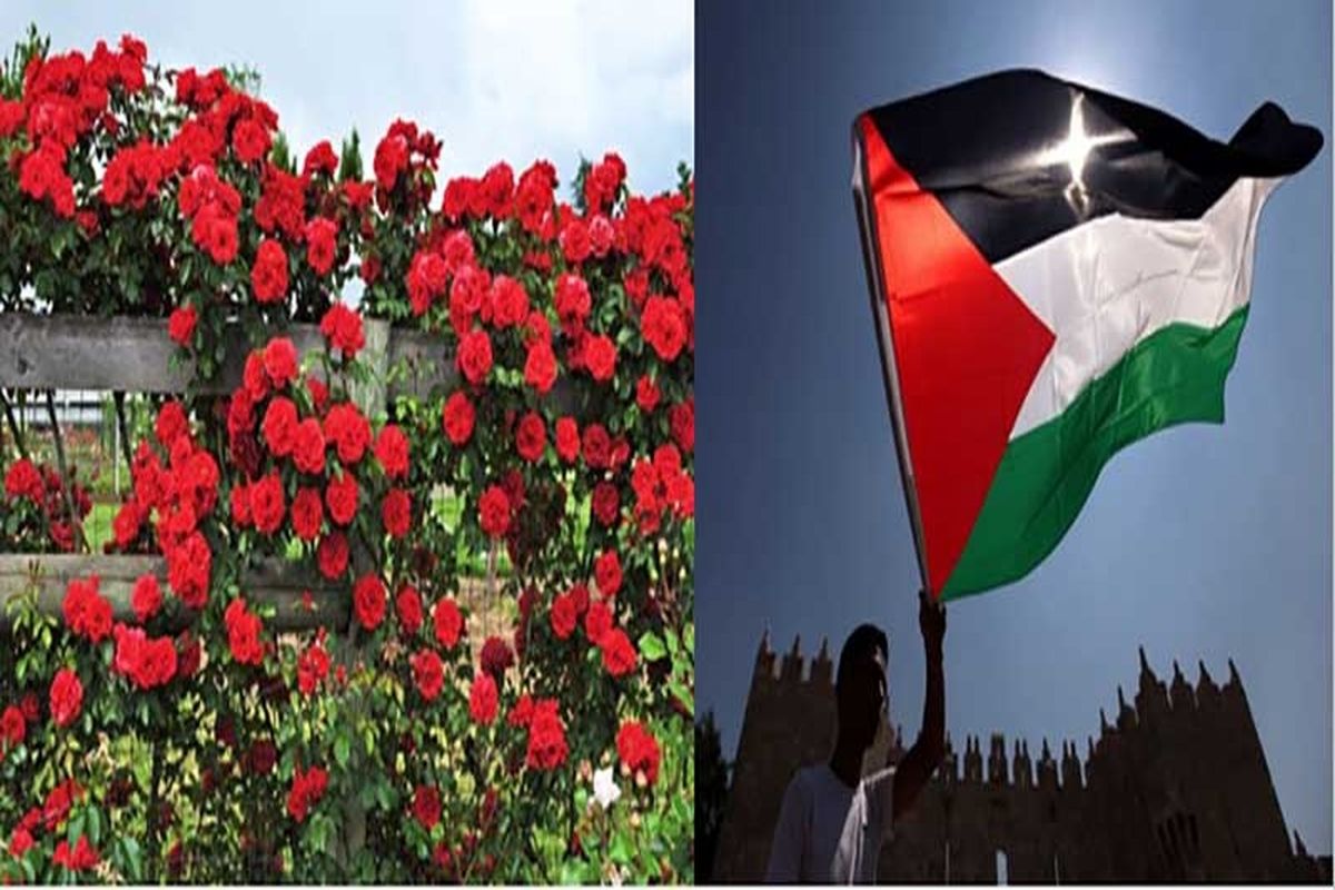 نمایش «گل های سرخ اروپایی» در غزه